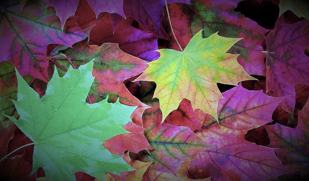autumn-leaves (2)