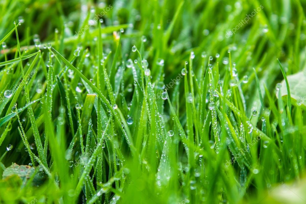 depositphotos_21432141-stock-photo-water-drops-on-green-grass